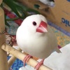 我が家はいちご大福を飼ってます。