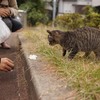 ねこのねこによるねこのための