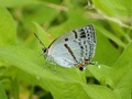 ミズイロオナガシジミ｜墨のような黒い斑紋を持つシジミチョウ