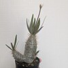 グラキリスに花芽