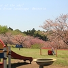 希望ヶ丘公園の八重桜・・