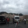 『山桜・しだれ桜・千年桜』