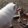 柴犬の飼い方（ご飯と、お風呂）…(￣(工)￣)