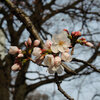お堀の染井吉野が開花していました。　高崎城址公園周辺散歩　染井吉野・小彼岸桜・もくれん・浅間山＆谷川連峰