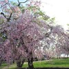 坂本城址公園レビュー！満開の桜と駐車場、トイレ、琵琶湖の景色と石垣の詳細！
