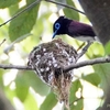 日本　2024年6月20日　岐阜市のサンコウチョウ