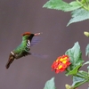 シマカザリハチドリ(Frilled Coquette)