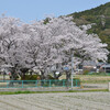 三上山（近江富士）山麓の桜風景その２