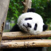  成都熊猫基地パンダ飼育ボランティア