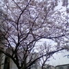 桜が開花  