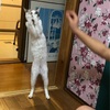 研究進捗2021/4/24