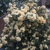 木香薔薇