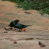 ミドリカラスモドキ(Asian Glossy Starling)