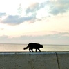 Cats living on the South Island.