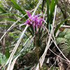 トキワイカリソウ開花