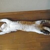 猫が実は飼い主をしつけているという話