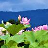 木島平村の稲泉寺のハス