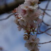 秋晴れの十月桜