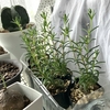 植物の成長を見守る会② メストクレマ ・マクロリズム(デロスペルマ・ナピフォルメ)