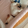 アジ練習