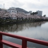 小田原城址公園の桜（ソメイヨシノ）