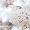 桜と風邪と。（近況報告）