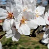 公園の桜