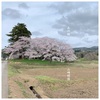 NEW RELEASE『あの桜』