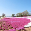 世羅高原の花たち（6）：広島県世羅町