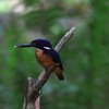 Azure Kingfisher  ルリミツユビカワセミ