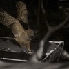 道東野鳥の旅３−３（養老牛温泉のアイツ）