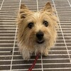 きなこ、シャンプーに行く
