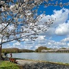 春と桜と公園