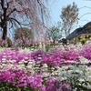 早咲きの桜が見頃です。2020 - 都筑の風景