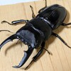 東京都23区内産　本土ヒラタクワガタ　WF4　飼育記