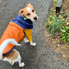 雨に怯まなくなった犬。