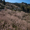 奈良県の絶景スポット。西吉野町 南朝の里 賀名生の梅林へ。一山すべてが梅林で埋め尽くされた情景は圧巻だ。