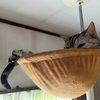 猫、監禁される