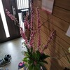 玄関の生花