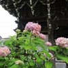 京都西山「善峯寺」紫陽花　2025