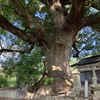 しまなみサイクリング｡神頼み､しまなみの神社を巡る｡