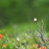 6月27日(月曜日)