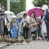 京都ｄｅお散歩　７４　～要法寺のカモ一家のお引っ越し～