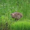 餌を探すキジのメス