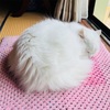 『癒し』愛猫
