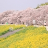 桜並木と菜の花が織りなす幻想の世界。埼玉県熊谷市「熊谷桜堤」へ