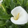 一点の染みなき海芋白き花