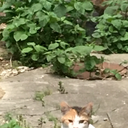 日常ツラネる