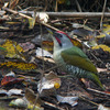 緑啄木鳥（アオゲラ）♂