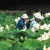 御坊生まれの舞妃蓮開花１０周年、北塩屋中山ハス池で三味線演奏や写真撮影会　〈2017年6月25日〉